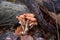 Wild forest mushrooms honey agarics in the forest