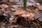 Wild forest mushrooms honey agarics in the forest among red an yellow leaves