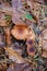 Wild forest mushrooms honey agarics in the forest among red an yellow leaves