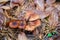 Wild forest mushrooms honey agarics in the forest among red an yellow leaves