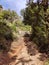 Wild forest path with green trees on Greek island