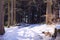 Wild forest with snow. Tree trunks In the wood with snowy path. Schwarzwald, Black Forest landscape in sunny winter day.