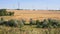 Wild forest steppe with wheat fields