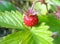 Wild forest strawberry alone