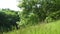 Wild forest with trees with lush summer foliage and green tall grass in a field on the hillside.