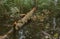 Wild forests of Russia, summer in the forest, a huge fallen tree close-up in the water, a tree trunk, beautiful daylight.