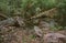 Wild forests of Russia, summer in the forest, a huge fallen tree close-up in the water, a tree trunk, large stones boulders in the