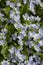 Wild forget-me-nots small blue flowers in nature. Vertical photo background wallpaper. Beautiful wildly little flowers of blue