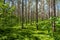 Wild forrest in Serrahn, Germany