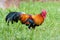 Wild fowl, Chicken in jungle