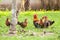 Wild fowl, Chicken in jungle