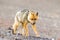 Wild Fox Cotopaxi National Park Ecuador