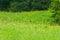 Wild fox in meadow in Alps forest among yellow trollius