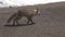 Wild Fox Walking Down Dirt Road