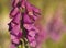 Wild Foxglove (Digitalis purpurea)