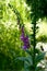 Wild Foxglove, Digitalis purpurea, Tall purple flower in woodland