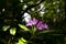 Wild foxglove flower growing in woodland in the UK.