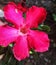 Wild frangipani flower in front of the house