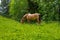 Wild and free horses grazing in the Swiss Jura Alps