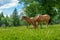 Wild and free horses grazing in the Swiss Jura Alps