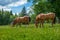 Wild and free horses grazing in the Swiss Jura Alps