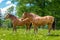 Wild and free horses grazing in the Swiss Jura Alps