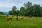 Wild free horses grazing in the Swiss Jura Alps in Summer