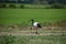 Wild free ibis bird in the field in the nature