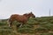 Wild free-range horses with nature as background