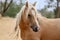 Wild and free a wild American mustang horse closeup