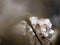 Wild fresh bloom of plum tree or Prunus domestica