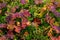 Wild fresh cloudberry on colorful background in mountains on rainy autumn day near Hemsedal Buskerud Norway