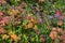 Wild fresh cloudberry on colorful background in mountains on rainy autumn day near Hemsedal Buskerud Norway