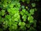 Wild fresh green clover background