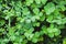 Wild fresh green clover leaves, background photo