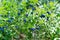 Wild fresh organic blueberry bush in forest