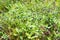 Wild fresh organic blueberry bush in forest.  Blueberry plant growing naturally. Huckleberry
