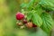 Wild fruit of the forest : bunch of late raspberries in autumn