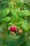 Wild fruit of the forest : bunch of late raspberries in autumn