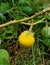 Wild fruit  solanum tiarum image india