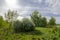 Wild fruit trees and berry bushes on the coast of the river at noon