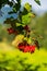 Wild fruits in Apuseni Mountains