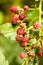 Wild fruits berries macro background high quality