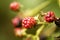 Wild fruits berries macro background high quality