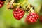Wild fruits berries macro background high quality