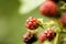 Wild fruits berries macro background high quality