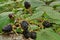 Wild Fruits. Ripe wild Blackberries