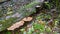 Wild fungi growing in a clump in a tree