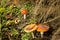 Wild fungi with a mushroom found in a dark and damp woodland in Autumn