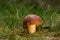 Wild fungus, russula. Red mushroom, natural environment background.